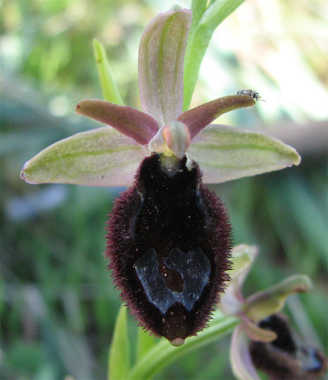 ophrys bertoloniiformis?